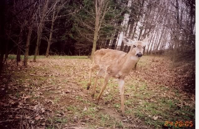 deer11.jpg