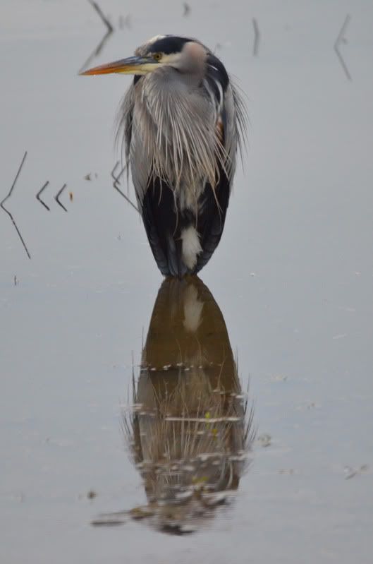 Heron3.jpg