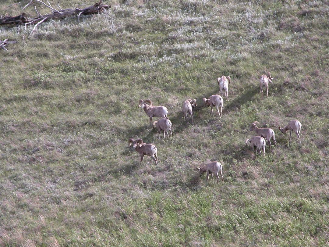 bighorn15.jpg