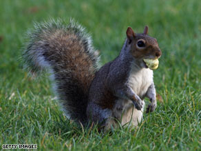 art.squirrel.gi.jpg