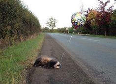 6a74c0846f1cab362236a8e59175d2c4--get-well-soon-badger.jpg