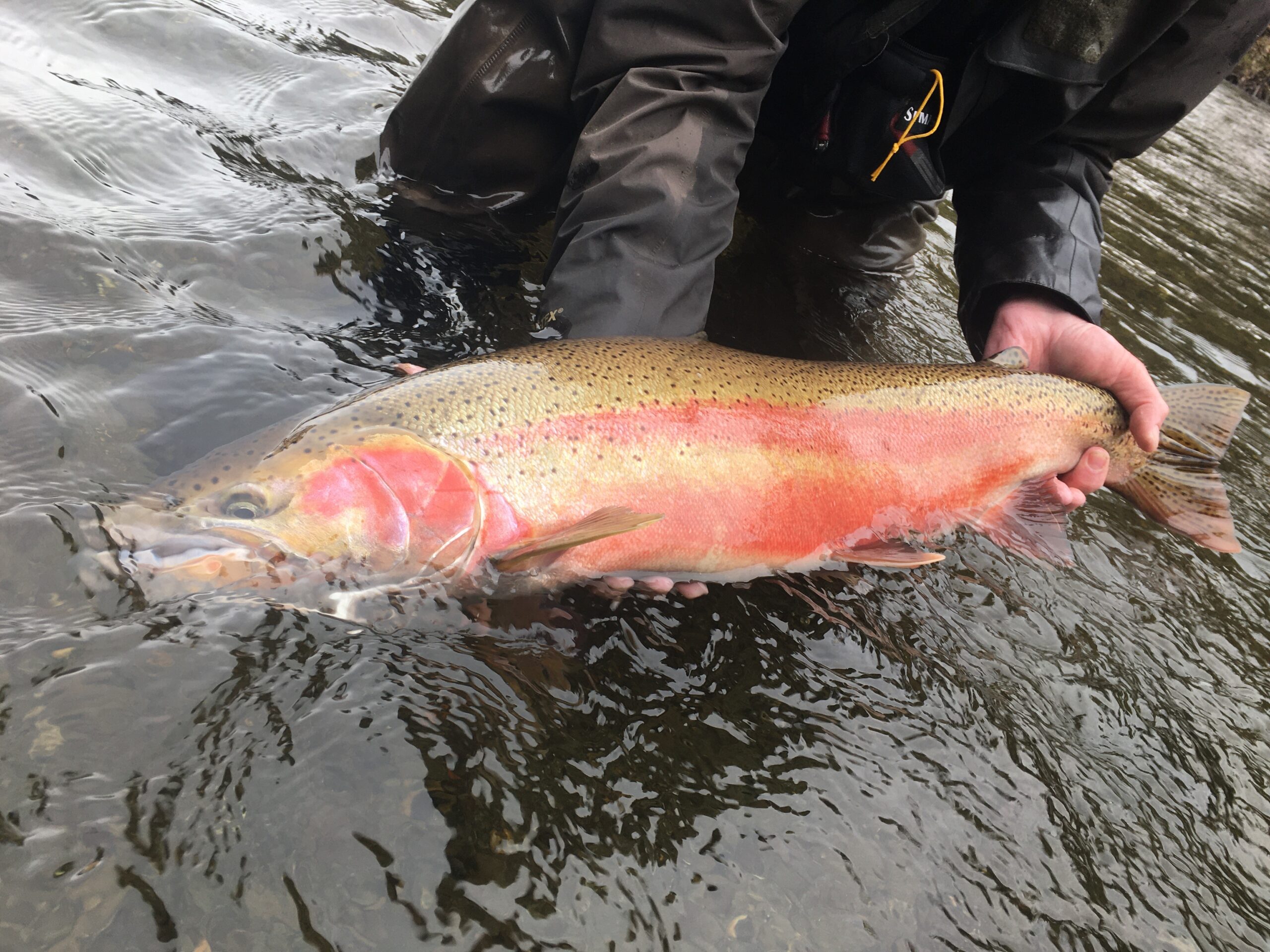 www.wildsteelheaders.org