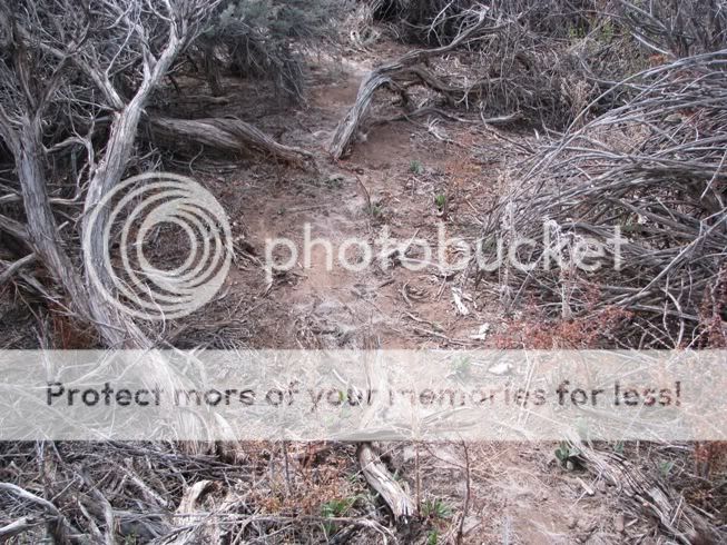 trail2.jpg