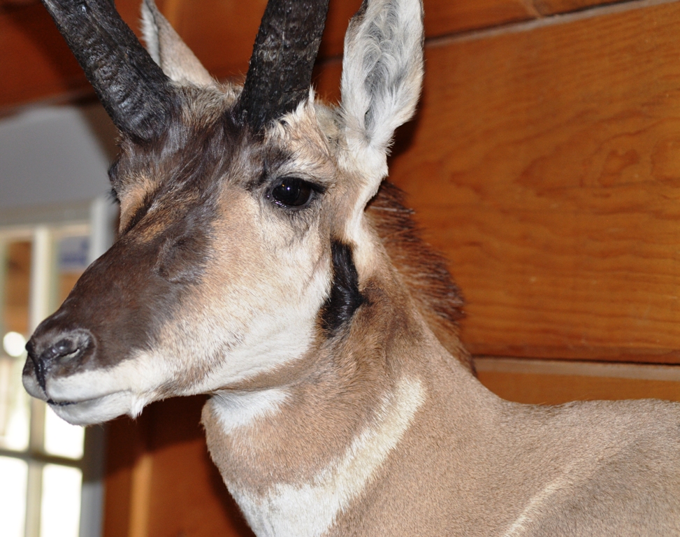 pronghorn_close.jpg