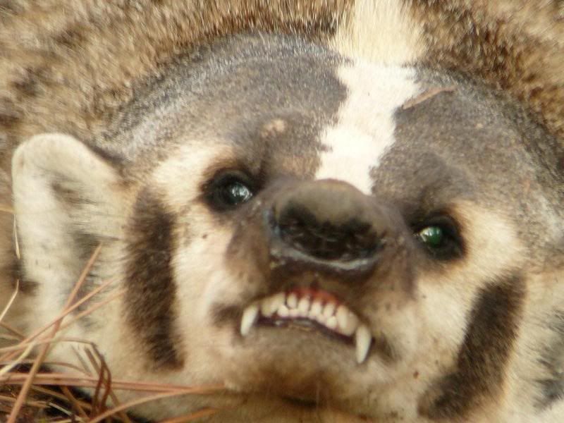 badger.jpg