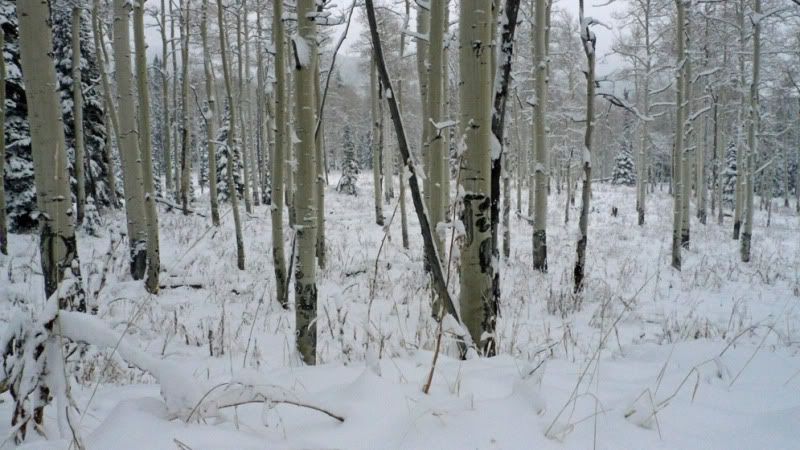 morning-in-the-aspens.jpg