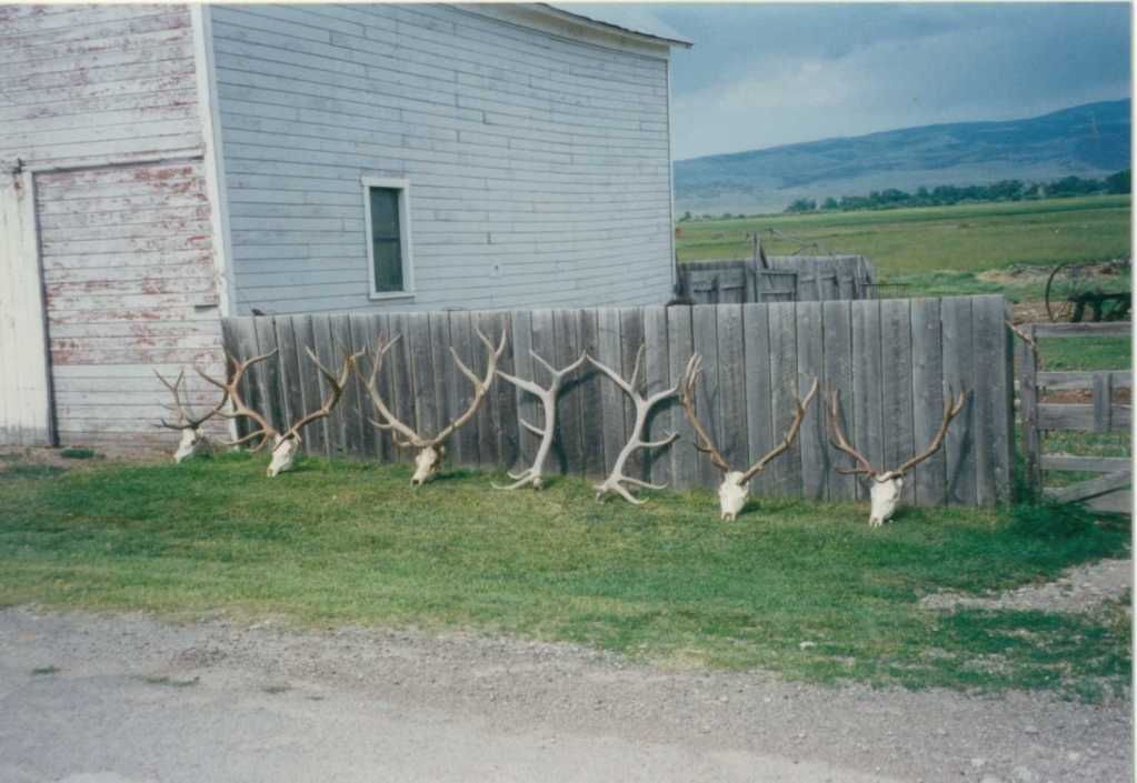 elk6.jpg