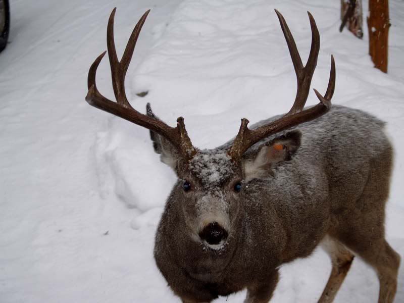 momdeer4.jpg