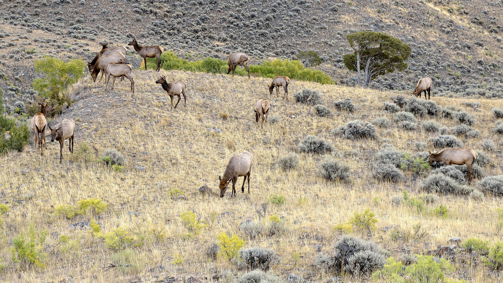 cowboystatedaily.com