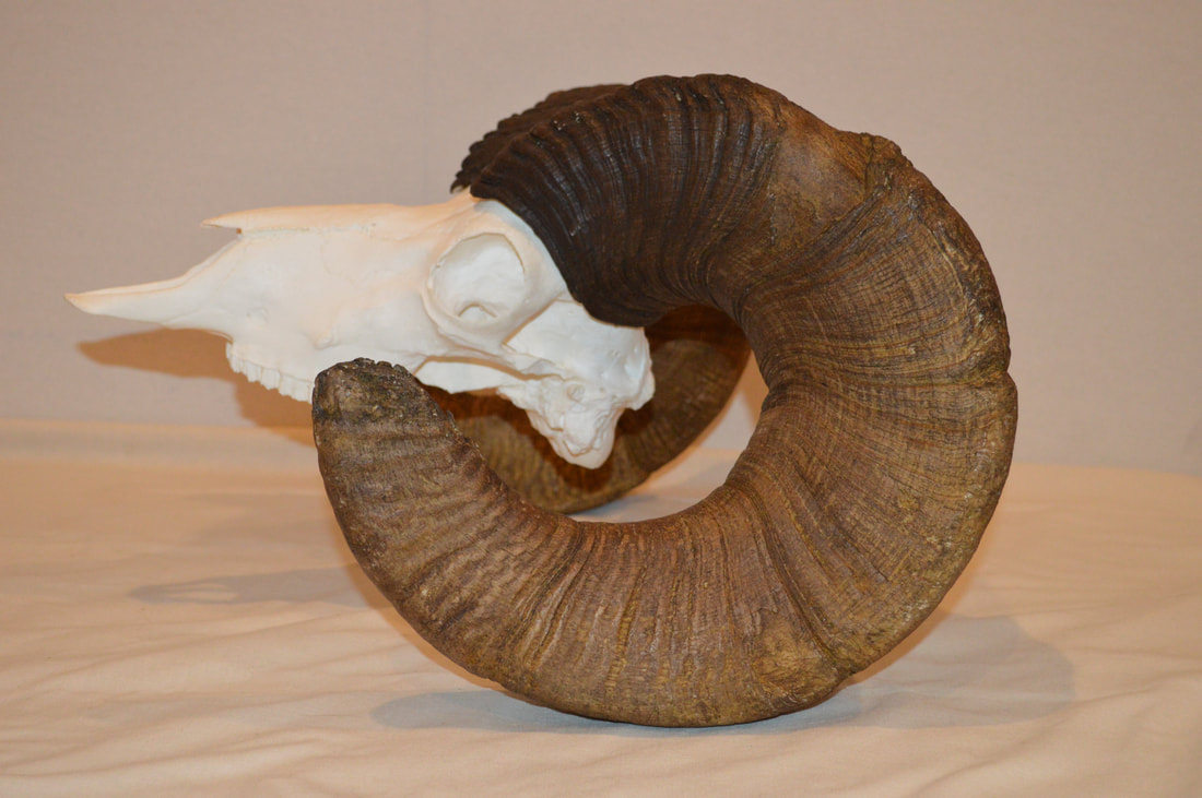 www.wyobackcountrydecor.com
