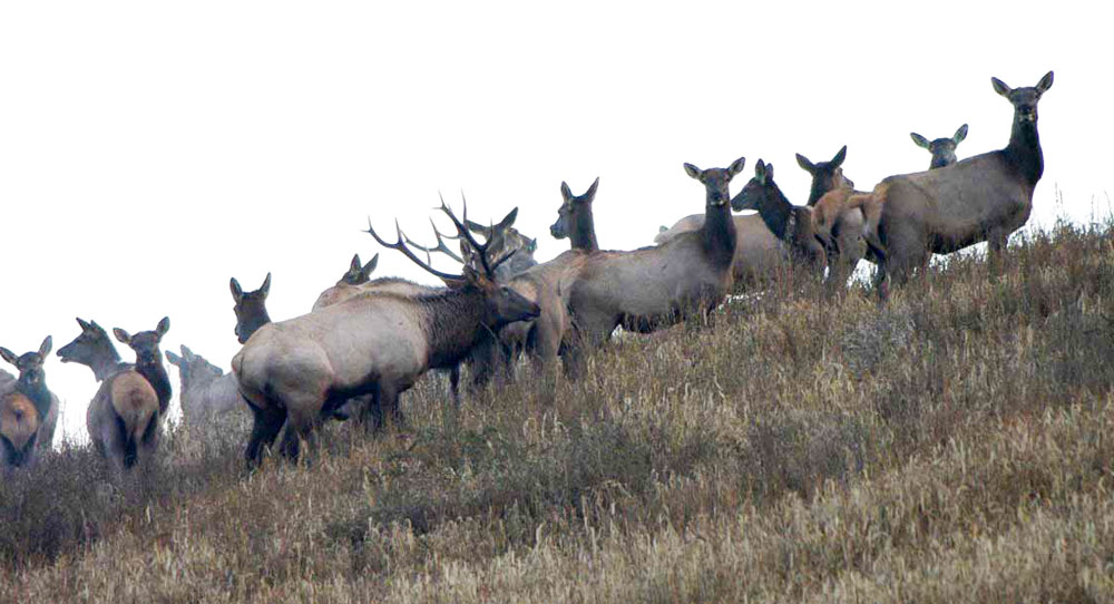 www.rmef.org