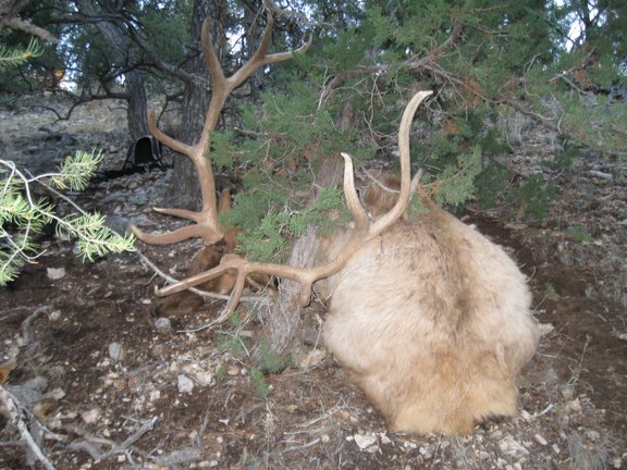AZ_Elk%20028.jpg
