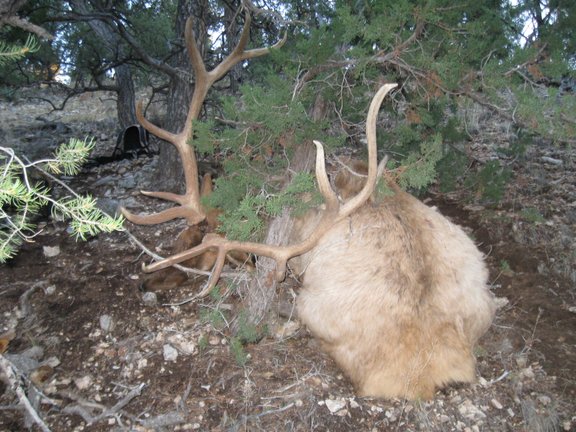 AZ_Elk%20028.jpg