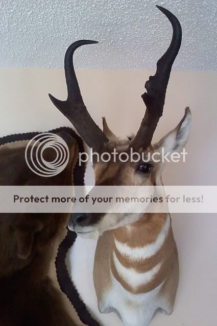 Antelope-1.jpg