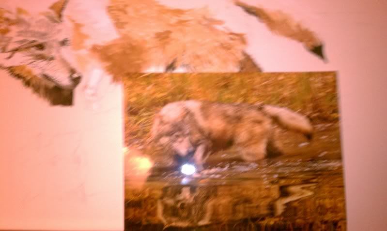 IMAG0176.jpg