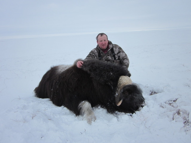 muskox%20109.JPG