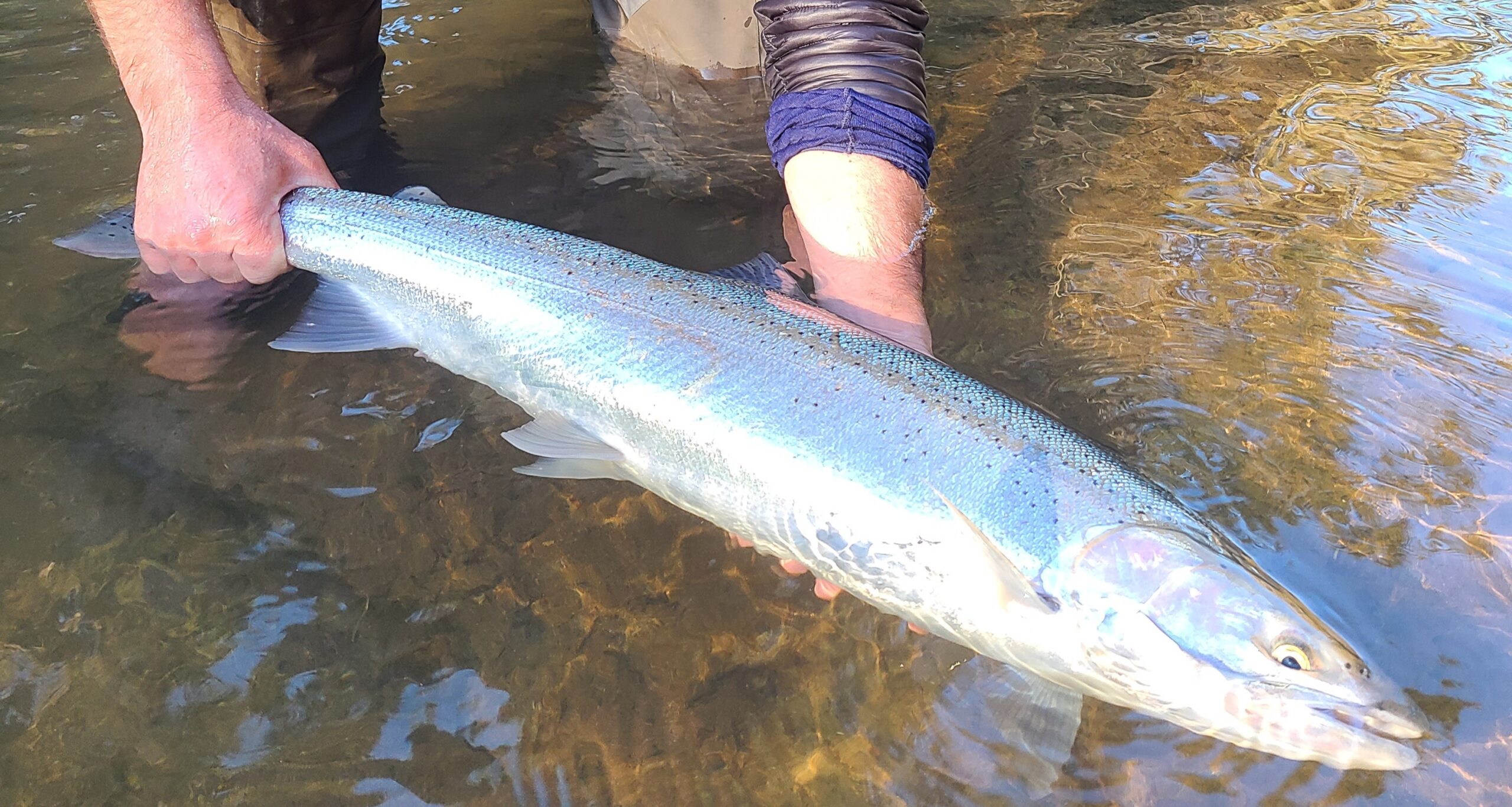www.wildsteelheaders.org