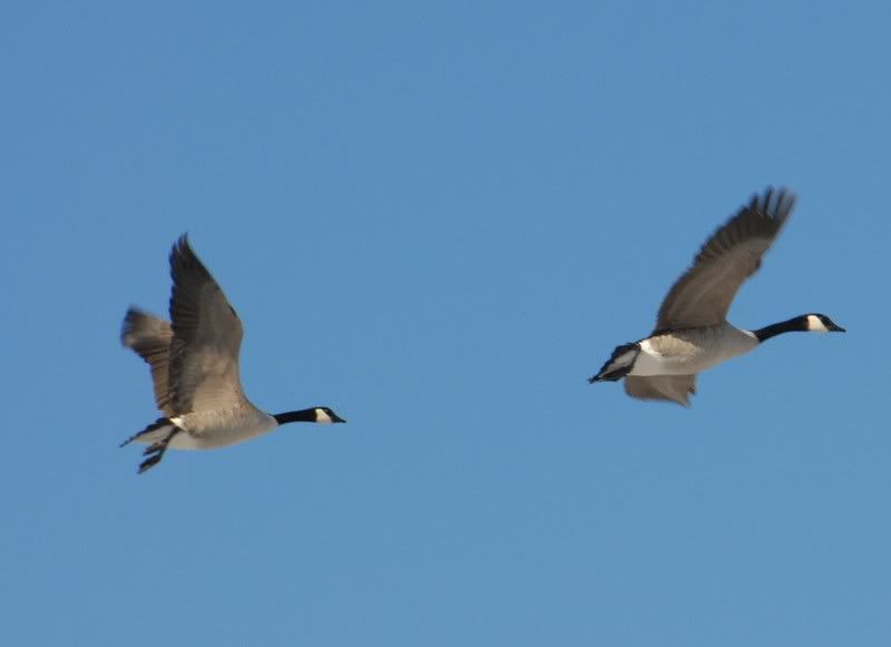 ScoutsGeese1207066.jpg