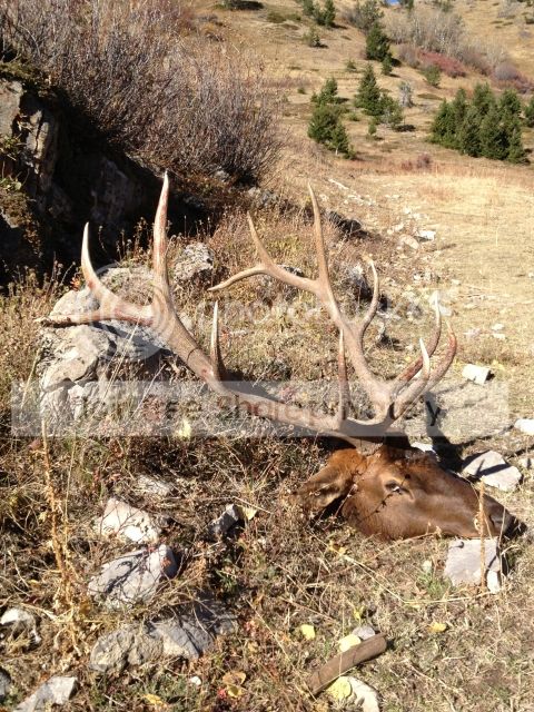 elk2-1.jpg