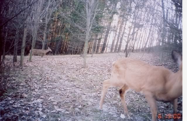 deer13-1.jpg
