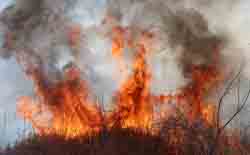 wildfiretoday.com