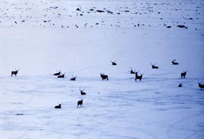 normal_4657-Winter-scene-of-bull-elk.jpg
