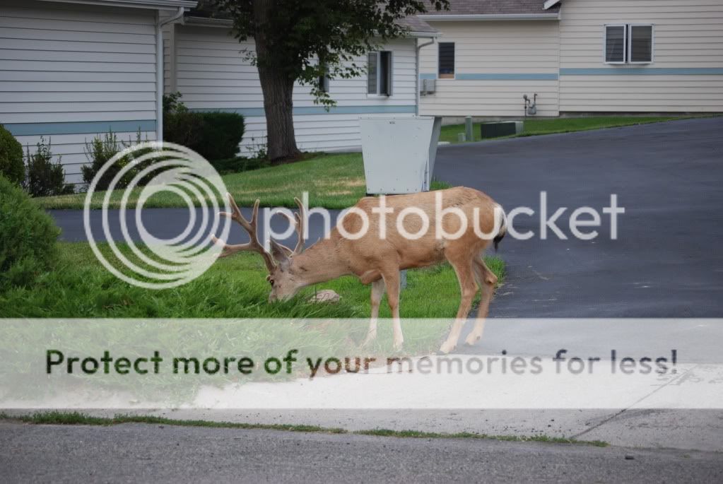 HUGEmuleybuckdeerthing042.jpg