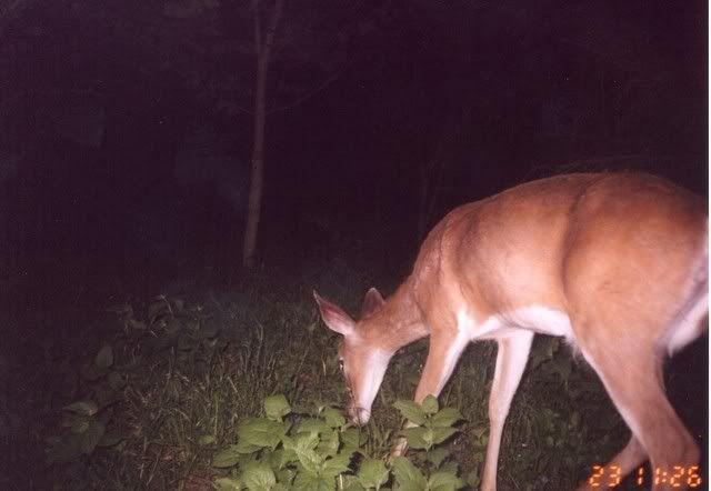 deer14.jpg