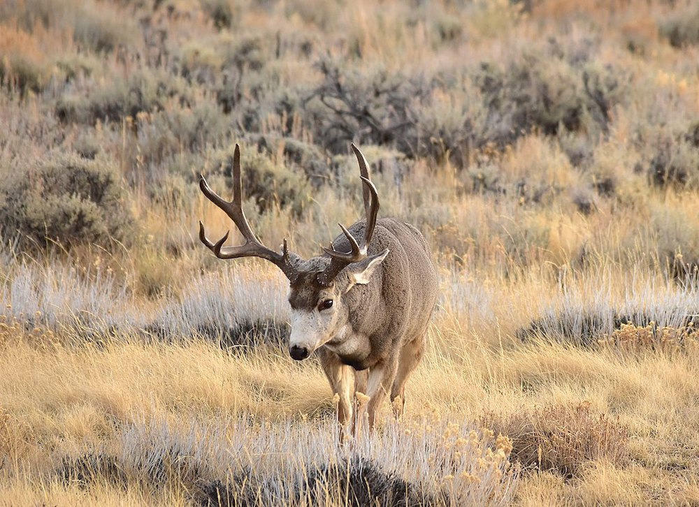 www.wyofile.com