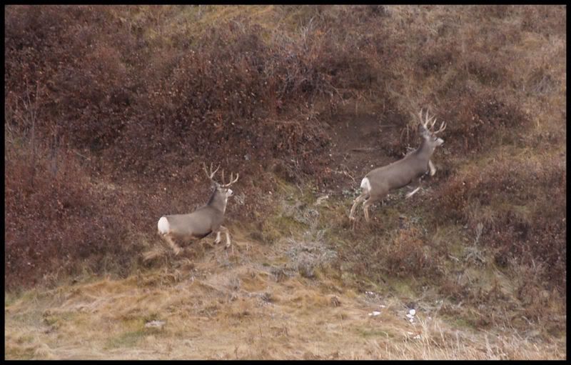 bucks5.jpg