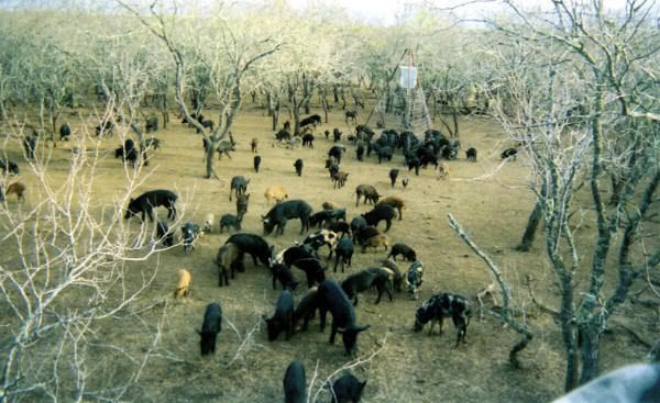 hogs.jpg