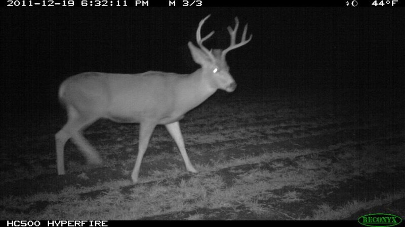 lbuck3a.sized.jpg