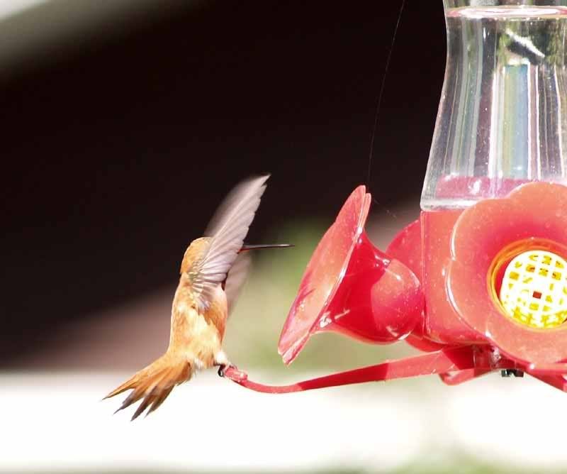 hummingbird1.jpg