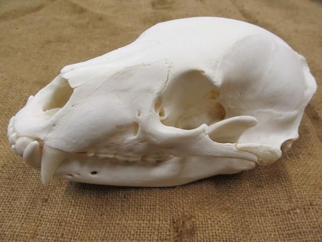 bearskull8.jpg