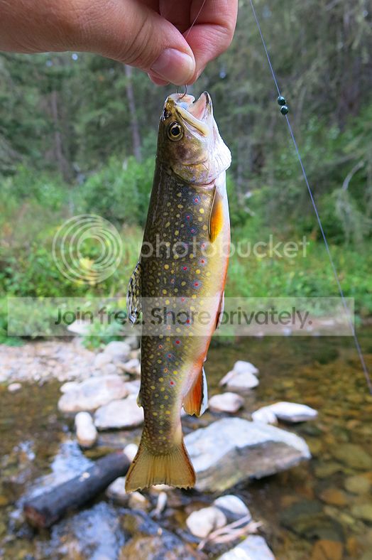Troy%20Brooke%20Trout%209-9-15_zpsvri6l9ni.jpg