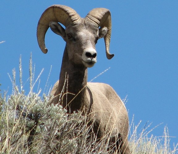 wybighorn.jpg