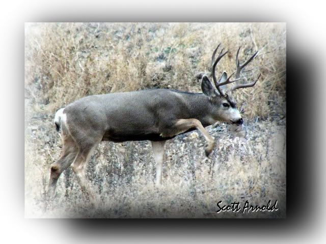 buck7.jpg