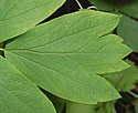 [photo of leaves]