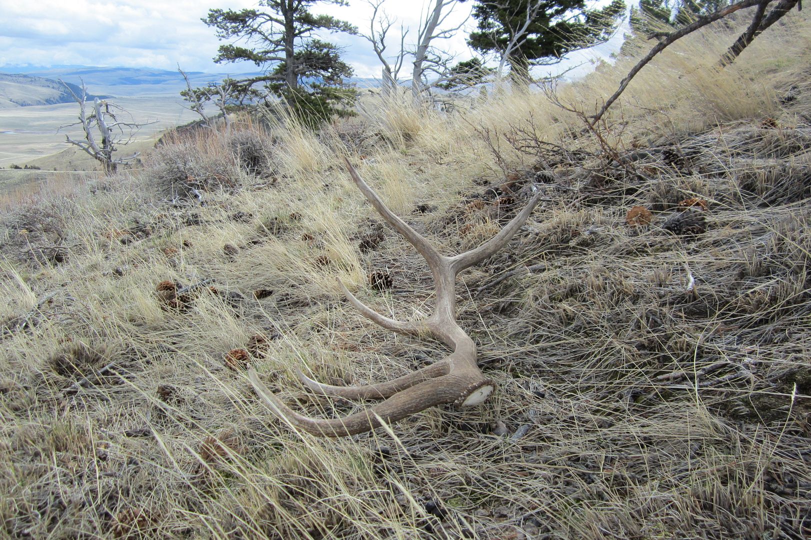 antlers2012002.jpg