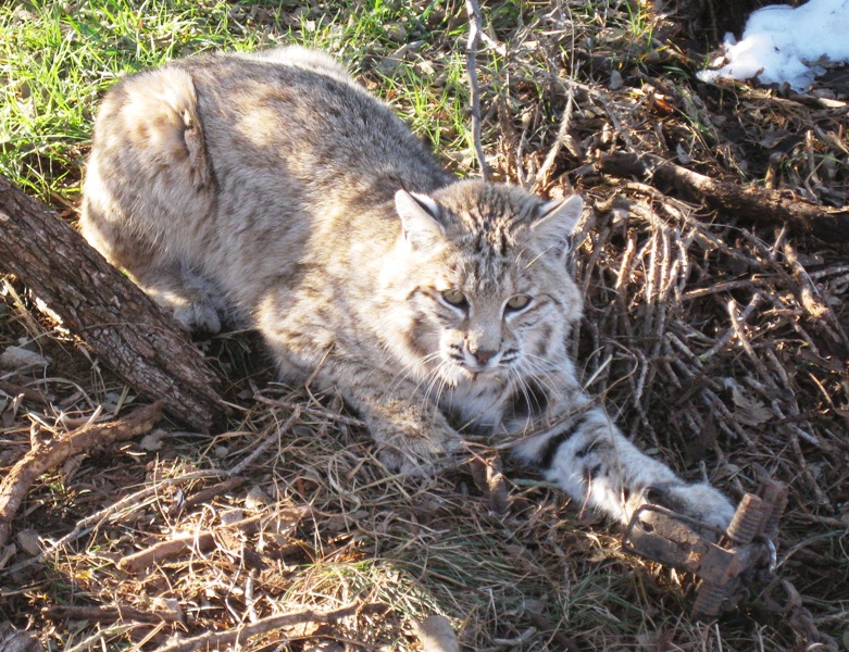 bobcat_trap3.jpg