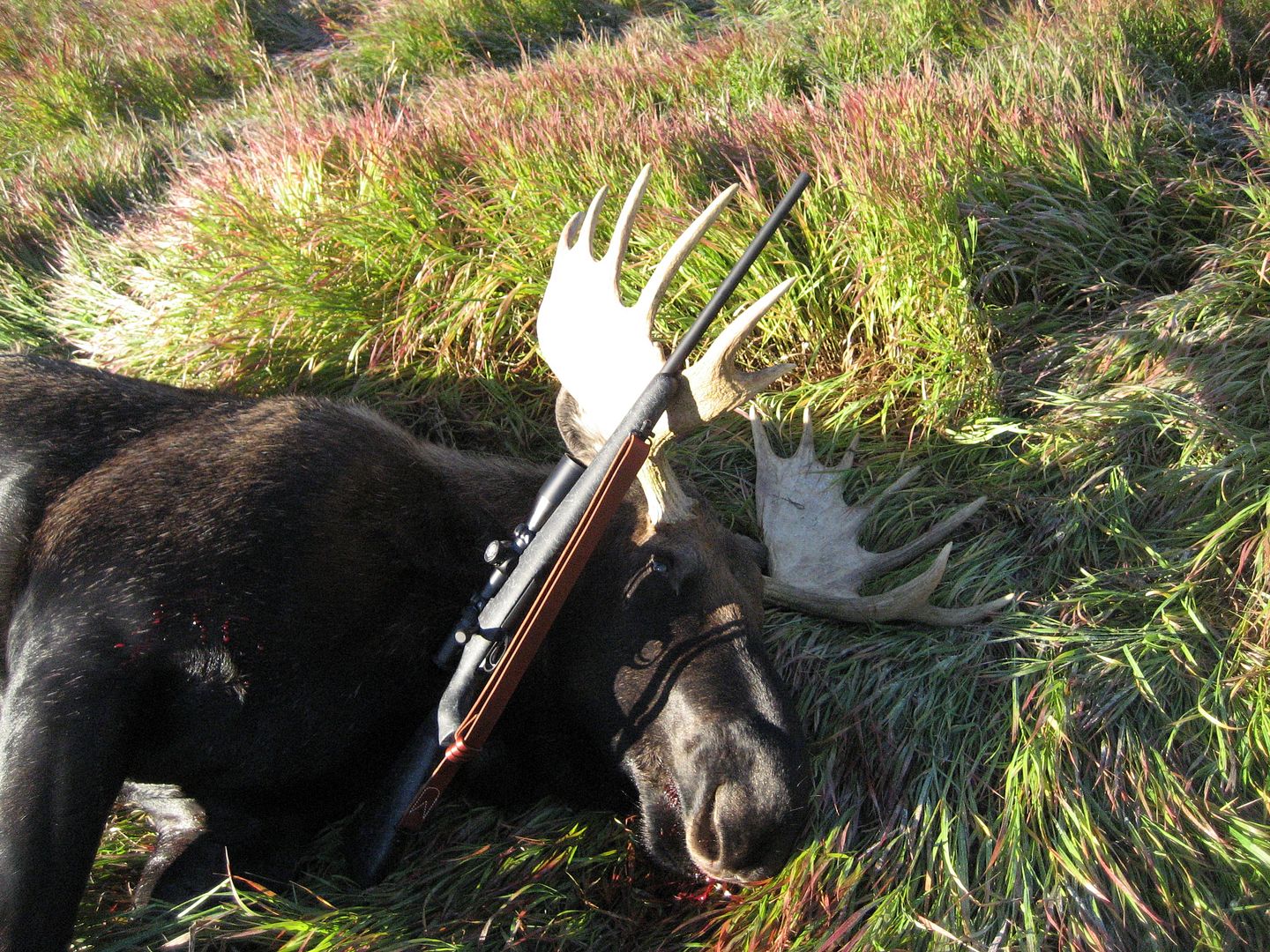 moosehunt9-15-10027.jpg