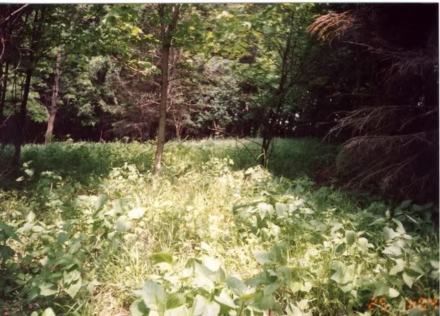 grass.jpg