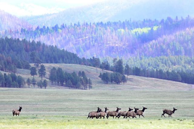 nmwildlife.org