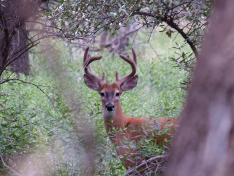 whitetail1.jpg