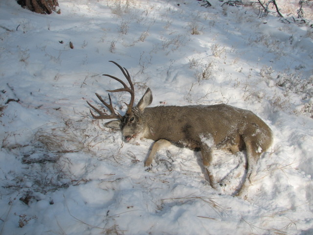 2010deer%20079.jpg