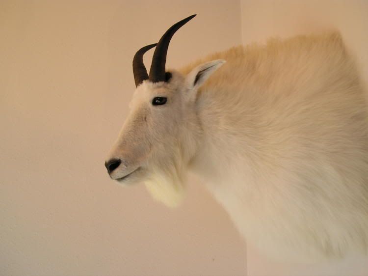 GoatMount1.jpg