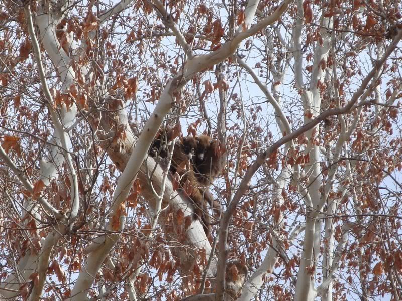 coatimundi2.jpg