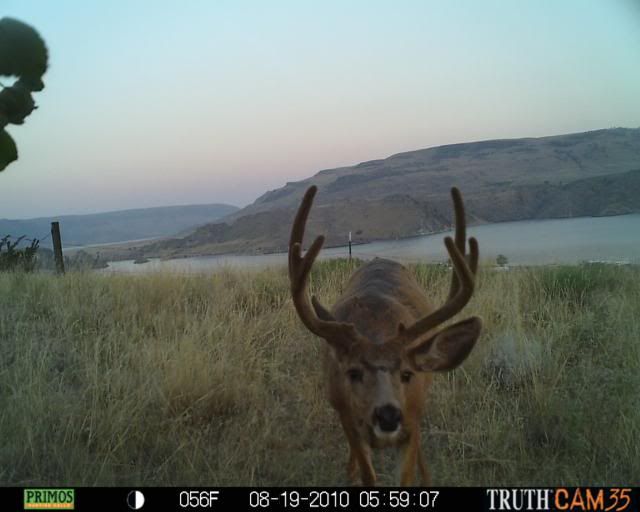 Bucksniffingaround.jpg