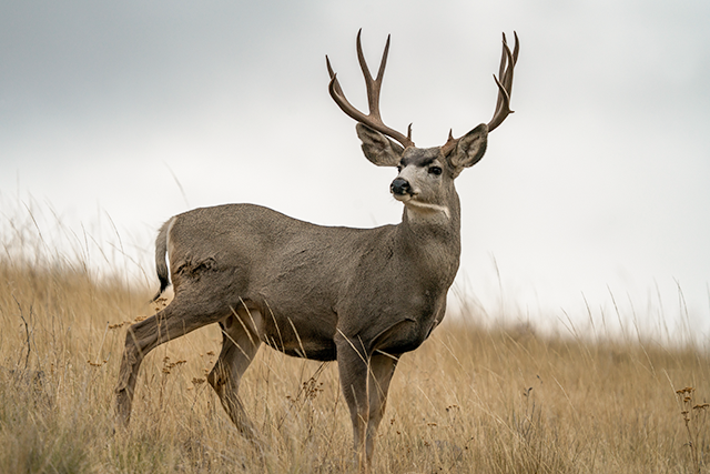 muledeer.org