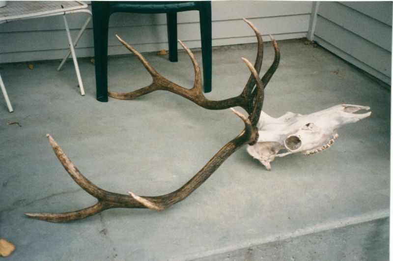 elk3.jpg